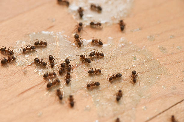 Insect Control in Trussville, AL