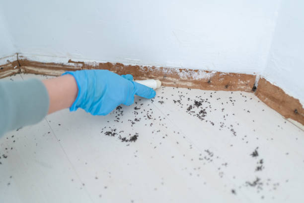 Wasp Removal Services in Trussville, AL